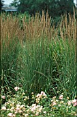 CALAMAGROSTIS ACUTIFOLIUS KARL FOERSTER,  GRASS,  POACEAE