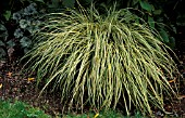 CAREX MORROWII VARIEGATA,  GRASS,  CYPERACEAE