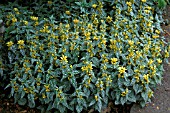 LAMIUM GALEOBDOLON HERMANNS PRIDE,  (GOLDEN DEAD NETTLE),  (SYN. LAMIASTRUM GALEOBDOLON)