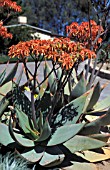 ALOE STRIATA,  PERENNIAL, SUCCULENT, RED, FLOWER, WHOLE, PLANT