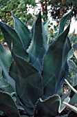 AGAVE NEOMEXICANA