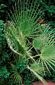 WASHINGTONIA FILIFERA,  CLOSE UP