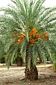 PHOENIX DACTYLIFERA,  WHOLE, TREE