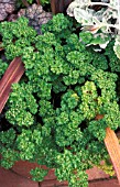 PARSLEY CURLED,  PETROSELINUM CRISPUM, CLOSE UP