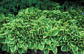 HOSTA GOLDEN TIARA