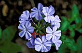 PLUMBAGO AURICULATA,  LEADWORT,  (SYN. CAPENSIS) FLOWER