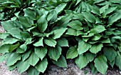 HOSTA UNDULATA VAR. ERROMENA (AGM), (SYN. HOSTA FORTIS)