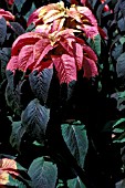 AMARANTHUS TRICOLOR ILLUMINATION,  HALF HARDY, ANNUAL, MULTI COLOURED,  LEAVES, SUMMER