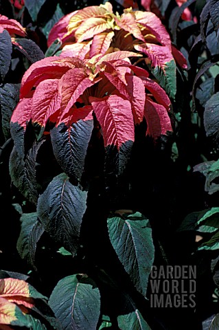 AMARANTHUS_TRICOLOR_ILLUMINATION__HALF_HARDY_ANNUAL_MULTI_COLOURED__LEAVES_SUMMER