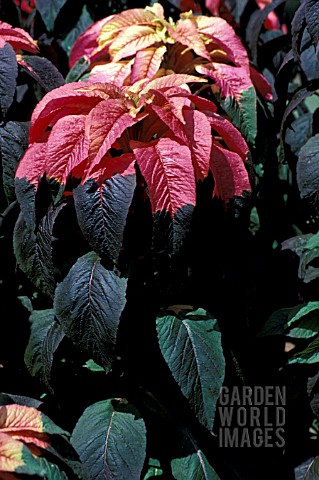 AMARANTHUS_TRICOLOR_ILLUMINATION__HALF_HARDY_ANNUAL_MULTI_COLOURED__LEAVES_SUMMER