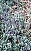 LAVANDULA GOODWIN CREEK