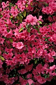 RHODODENDRON PINK RUFFLES,  PINK, FLOWERS, CLOSE UP