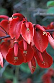 ERYTHRINA CRISTA GALLI