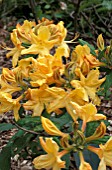 RHODODENDRON GOLDEN LIGHTS,  ORANGE, FLOWERS, CLOSE UP