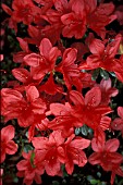 RHODODENDRON FLAME,  RED, FLOWERS, CLOSE UP