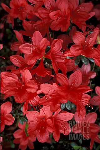 RHODODENDRON_FLAME__RED_FLOWERS_CLOSE_UP