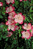 RHODODENDRON CILLI SHAW,  PINK, FLOWERS, WHITE, CLOSE UP