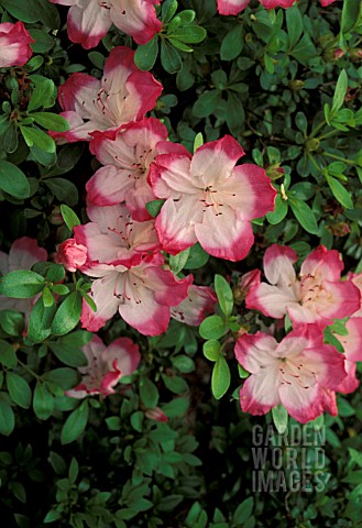 RHODODENDRON_CILLI_SHAW__PINK_FLOWERS_WHITE_CLOSE_UP