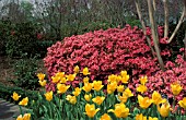 RHODODENDRON CORAL BELLS,  PINK, FLOWERS, WHOLE, PLANT