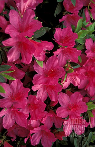 RHODODENDRON_FORMOSA_SYN_RHODODENDRON_PACHYSANTHUM