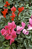 CYCLAMEN PERSICUM,  FLORISTS CYCLAMEN