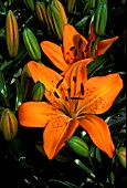 LILIUM HYBRID,  ORANGE PIXIE,  LILY,  FLOWERS AND BUDS