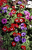 ANEMONE CORONARIA DE CAEN,  MIXED, COLOUR, FLOWERS, SPRING, EARLY SUMMER