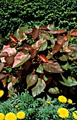 ACALYPHA WILKESIANA,  MULTICOLOUR, LEAVES