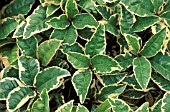 ARDISIA JAPONICA VARIEGATA,   SHRUB, VARIEGATED, LEAF, LEAVES, CLOSE UP