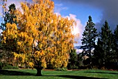 BETULA PENDULA DALECARLICA