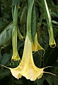 BRUGMANSIA X CANDIDA,  GRAND MARNIER,  WHITE ANGELS TRUMPET,  PORTRAIT