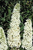 BUDDLEIA DAVIDII,  WHITE BOUQUET,  BUTTERFLY BUSH