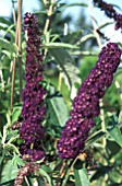 BUDDLEIA DAVIDII,  BLACK KNIGHT,  BUTTERFLY BUSH