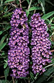 BUDDLEIA DAVIDII,  NANHO BLUE,  BUTTERFLY BUSH,  WITH INSECT