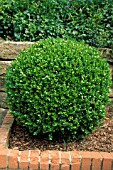 BUXUS,  WINTERGREEN,  BOXWOOD,  WITH BRICK EDGING