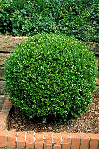 _BUXUS__WINTERGREEN__BOXWOOD__WITH_BRICK_EDGING