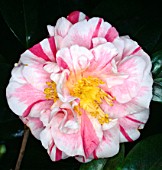 CAMELLIA JAPONICA HERME, (CAMELLIA JAPONICA HIKARU-GENJI)