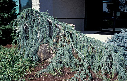 CEDRUS_ATLANTICA_GLAUCA_PENDULA__PINACEAE__WEEPING_ATLAS_CEDAR__CONIFER__WHOLE_TREE