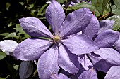 CLEMATIS MRS CHOLMODELEY CLOSE UP OF FLOWER