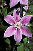 CLEMATIS,  DR RUPPEL