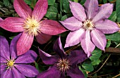 CLEMATIS,  LARGE FLOWERED,  MIX.
