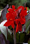 CANNA X GENERALIS AMBASSADOR CANNA LILY.