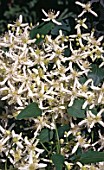 CLEMATIS TERNIFLORA, SYN. CLEMATIS PANICULATA, (SWEET AUTUMN CLEMATIS)