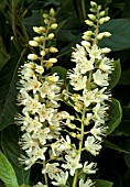 CLETHRA ALNIFOLIA PANICULATA (AGM), (PANICLED WHITE ALDER)