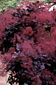 COTINUS COGGYGRIA,  ROYAL PURPLE. SMOKE BUSH