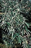 ELAEAGNUS  ANGUSTIFOLIA RUSSIAN OLIVE TREE