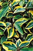 ELAEAGNUS x EBBENGEI GILT EDGE (AGM)