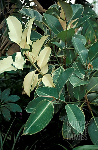 FICUS_ELASTICA__DOESCHERI