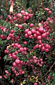 GAULTHERIA MUCRONATA,  PERNETTYA,  CLUSTERS OF BERRIES