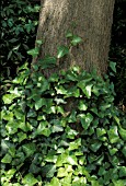 HEDERA HELIX ENGLISH IVY